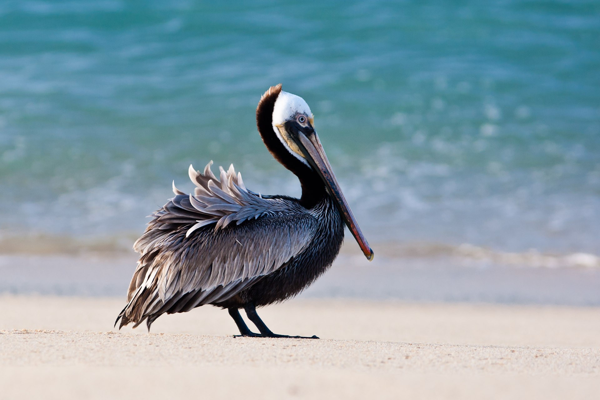 Beach Pelican - HD Wallpaper 
