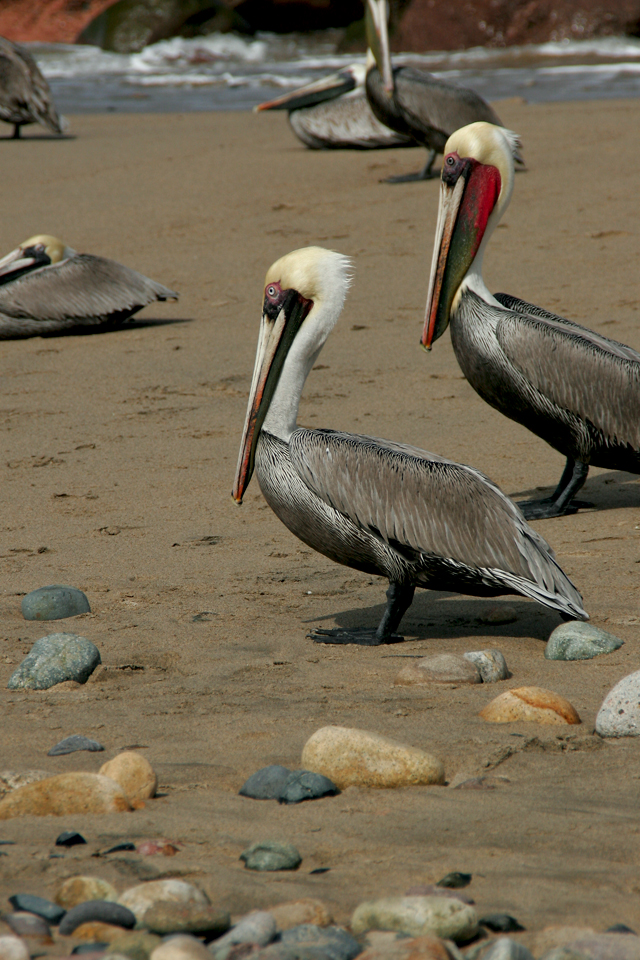 Brown Pelican - HD Wallpaper 