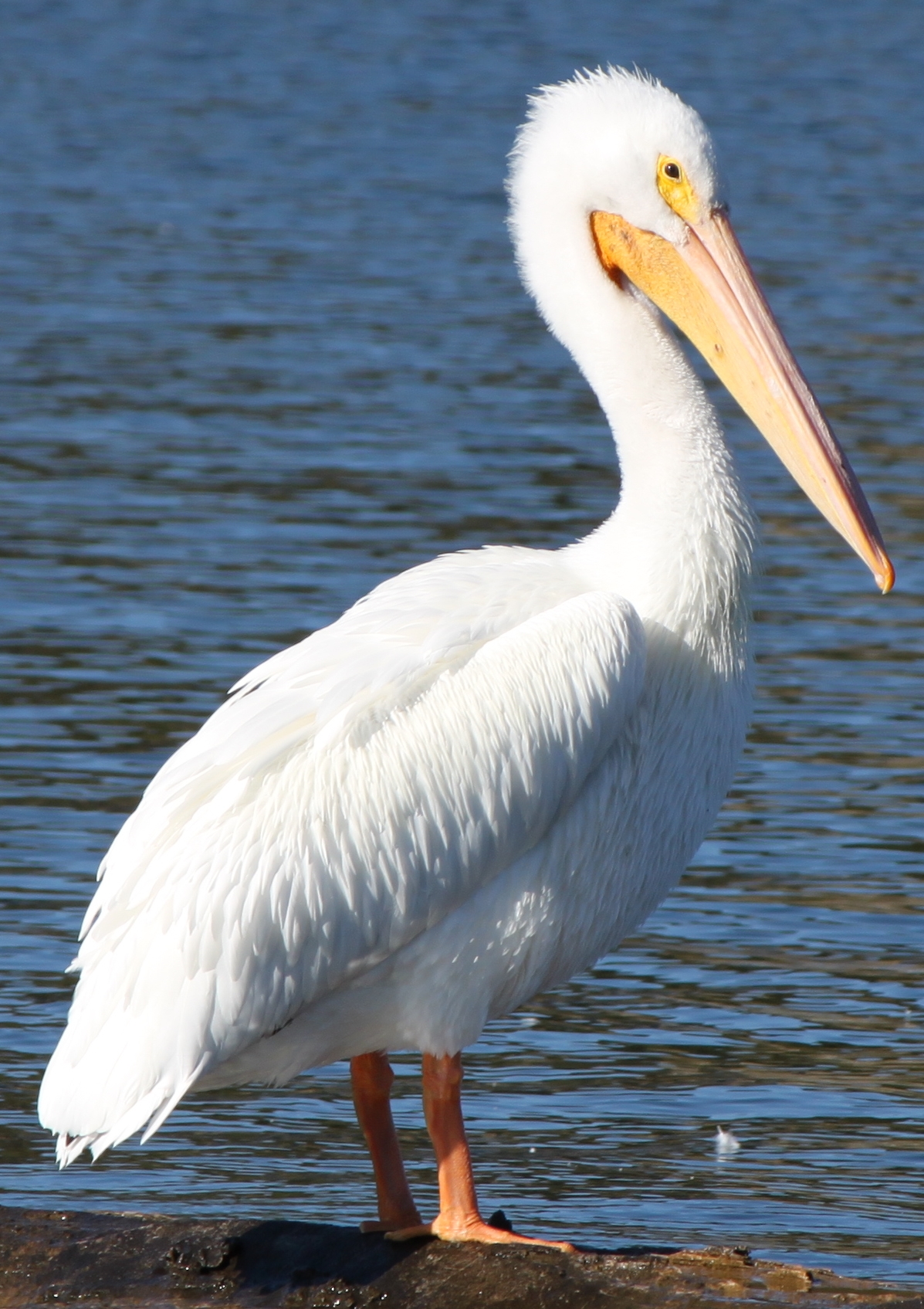 Amazing Pelican Pictures & Backgrounds - White Pelican - HD Wallpaper 