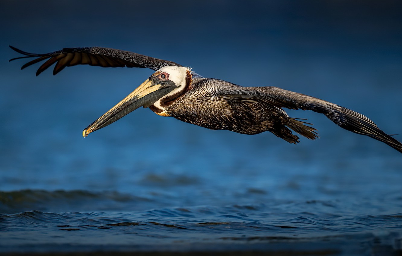 Photo Wallpaper Nature, Bird, Pelican - Pelican - HD Wallpaper 