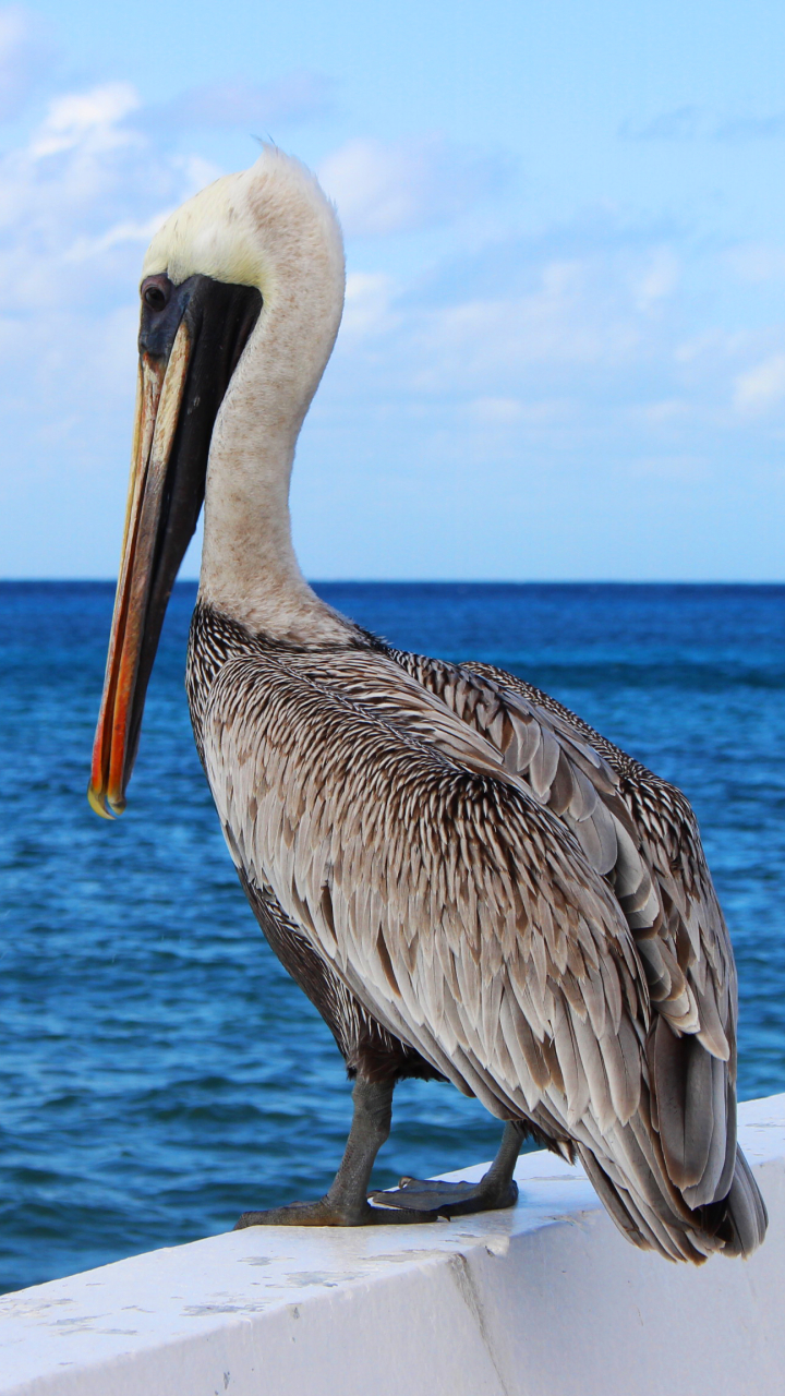 Pelican - HD Wallpaper 