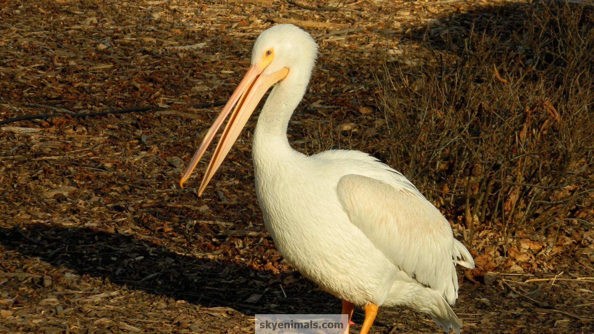 White Pelican - HD Wallpaper 