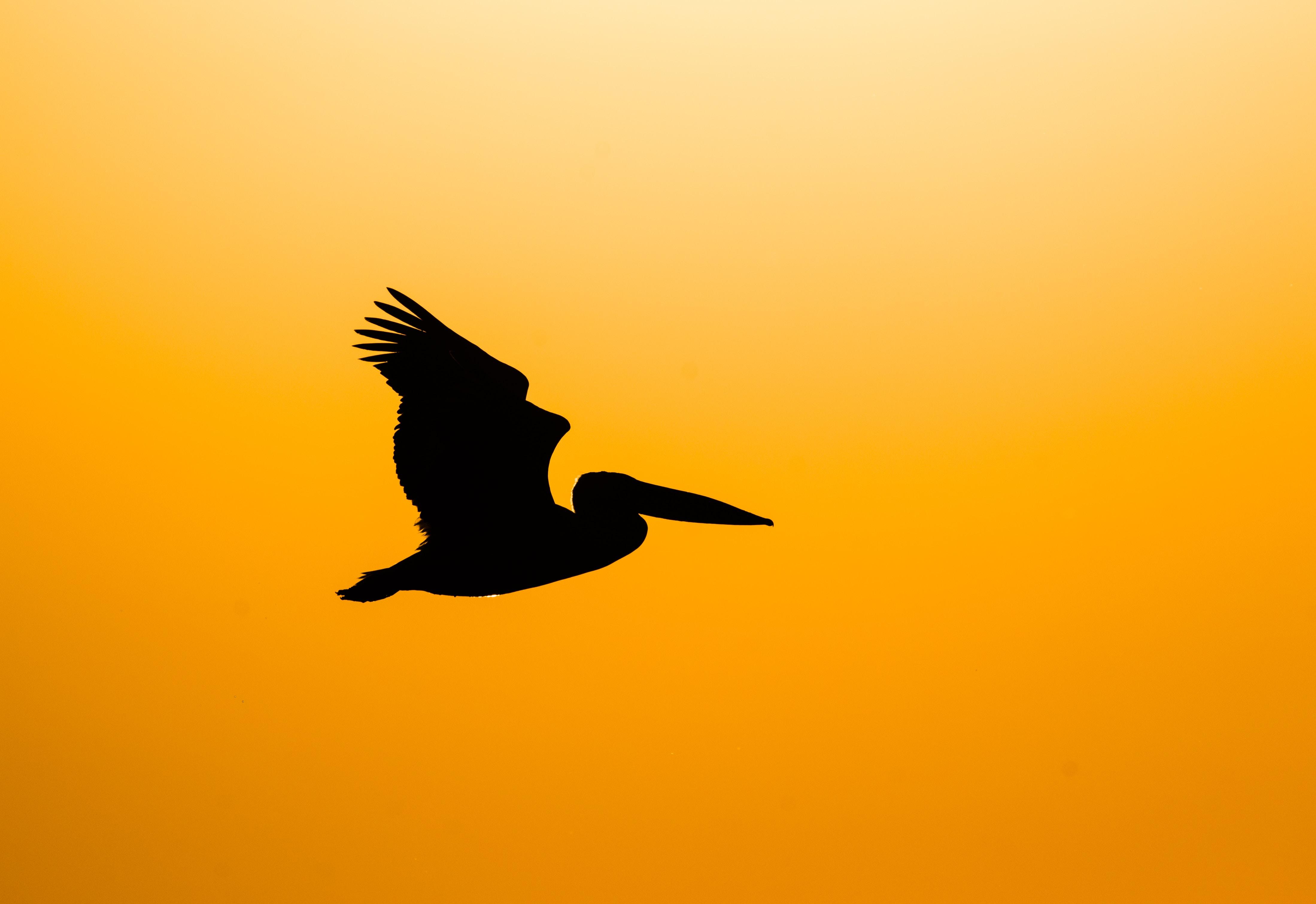 Pelikaan, Vogel, Silhouet, Donker, Vliegen - Pelican - HD Wallpaper 