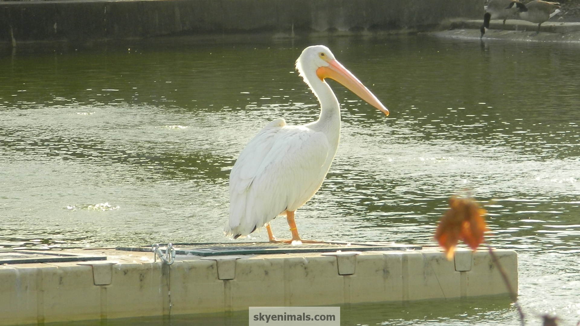 White Pelican - HD Wallpaper 