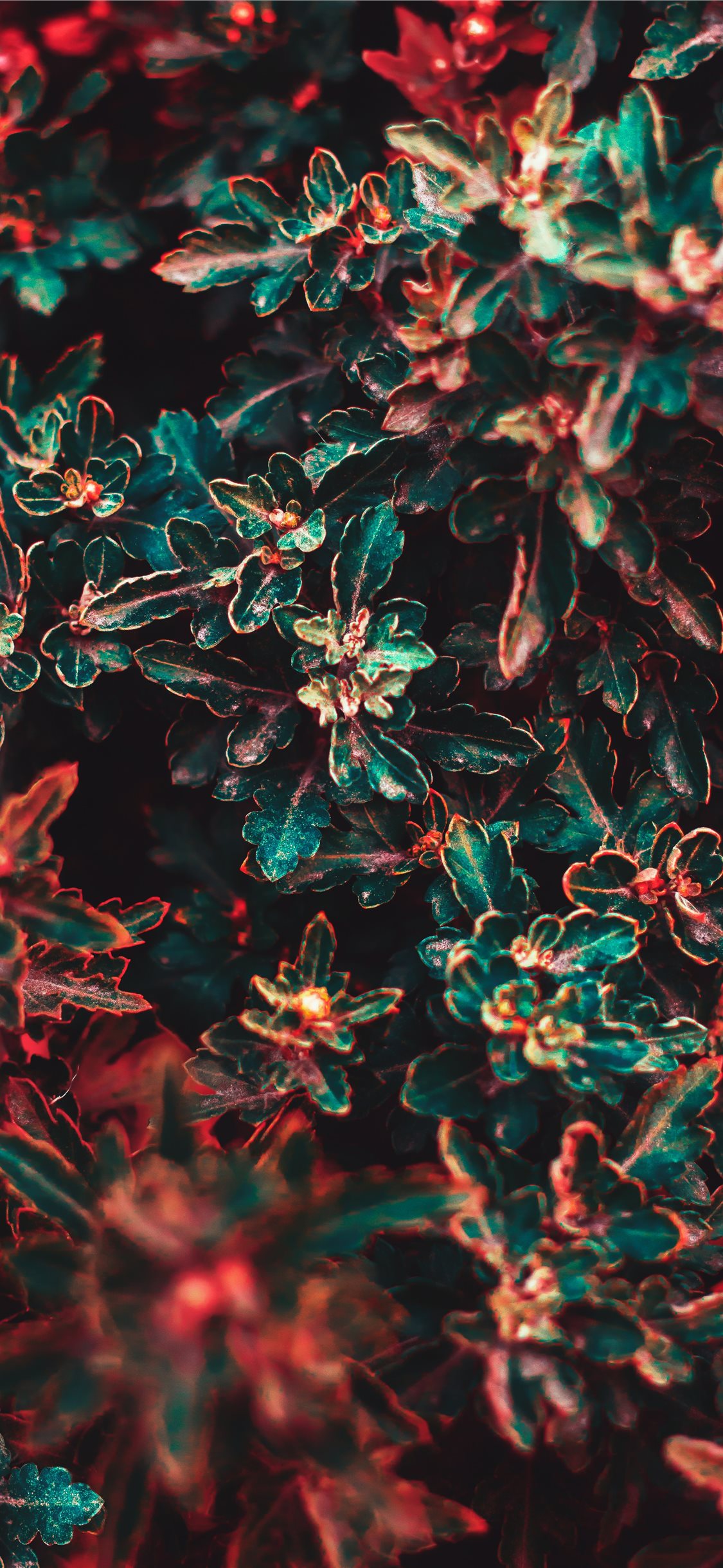 Flower - HD Wallpaper 
