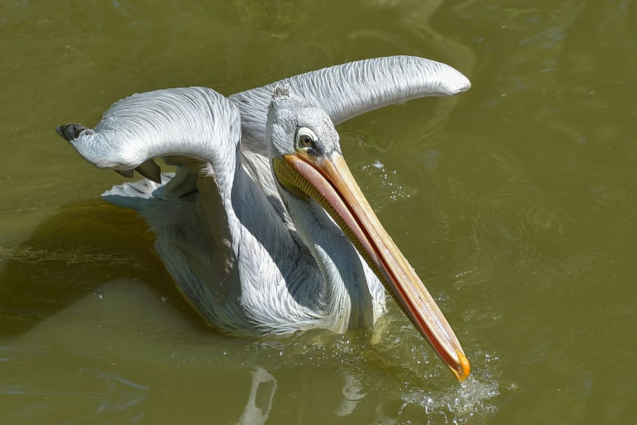 Water Bird - HD Wallpaper 