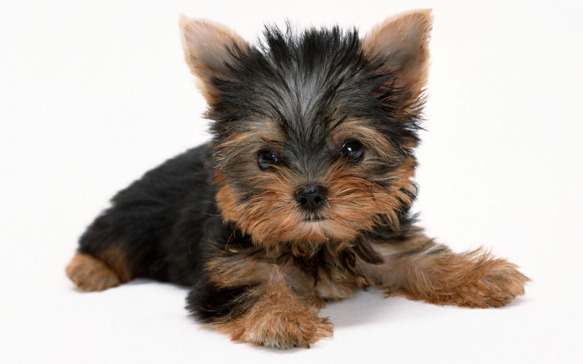 1920x1200, Yorkshire Terrier Dog Wallpaper - Yorkshire Terrier Puppy Png - HD Wallpaper 