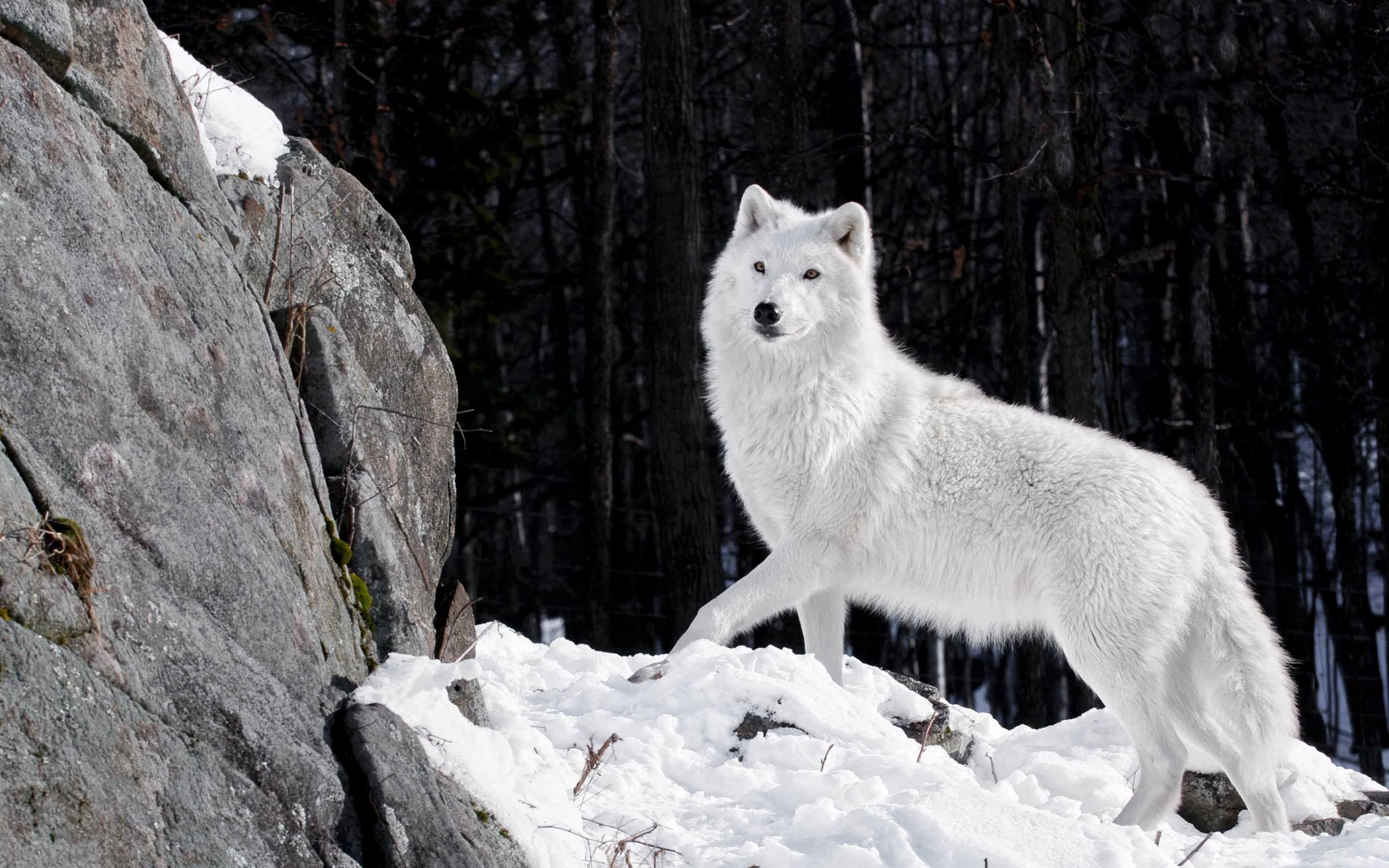 White Wolf - HD Wallpaper 