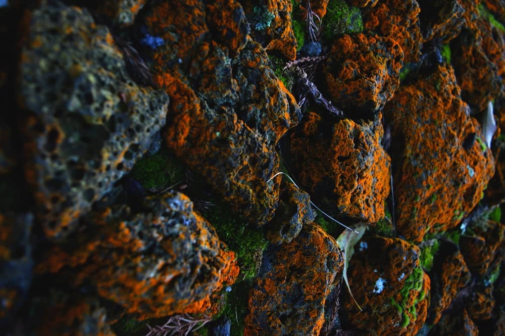 Macro Photography - HD Wallpaper 