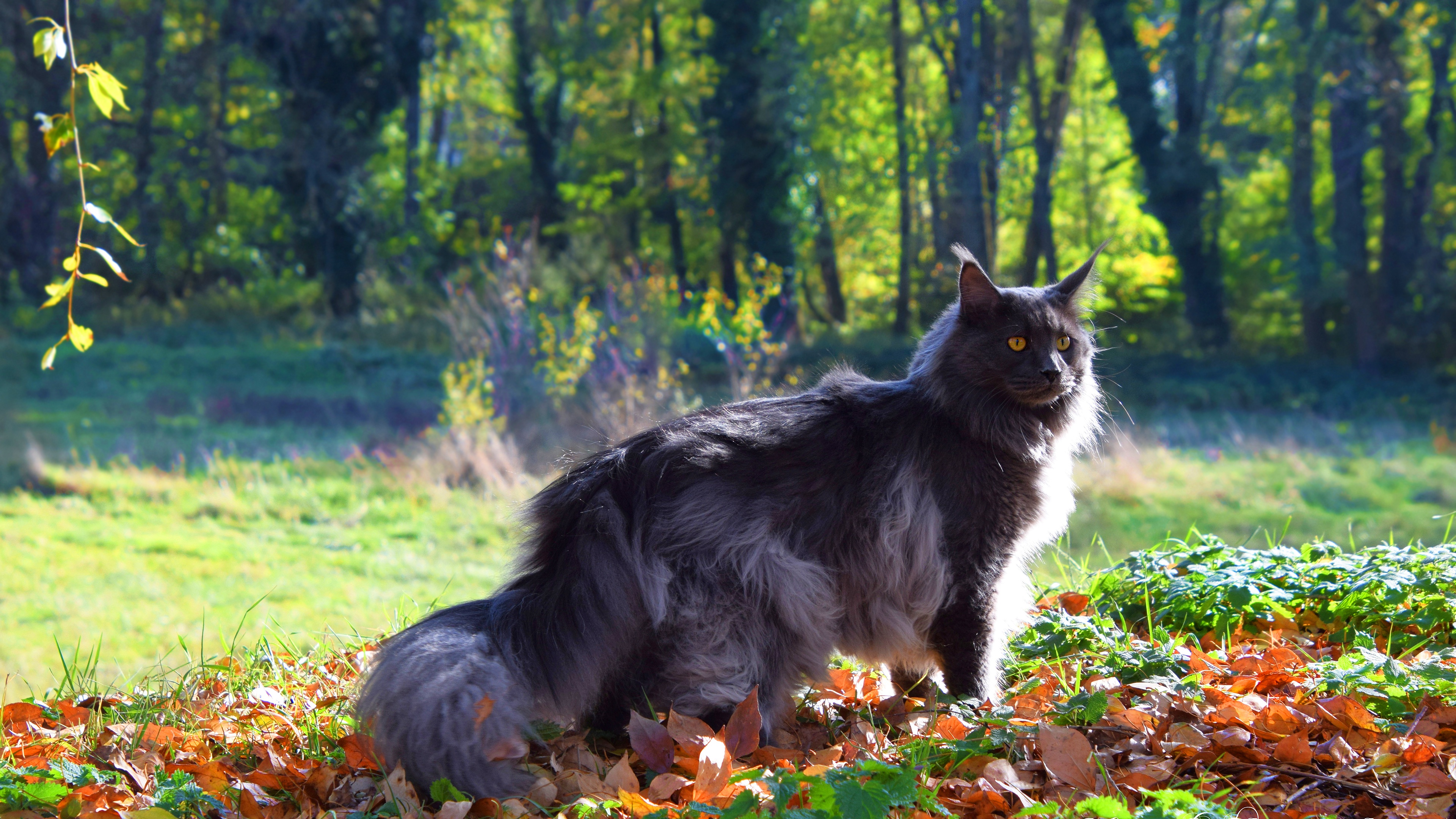 Cat Face Autumn - HD Wallpaper 