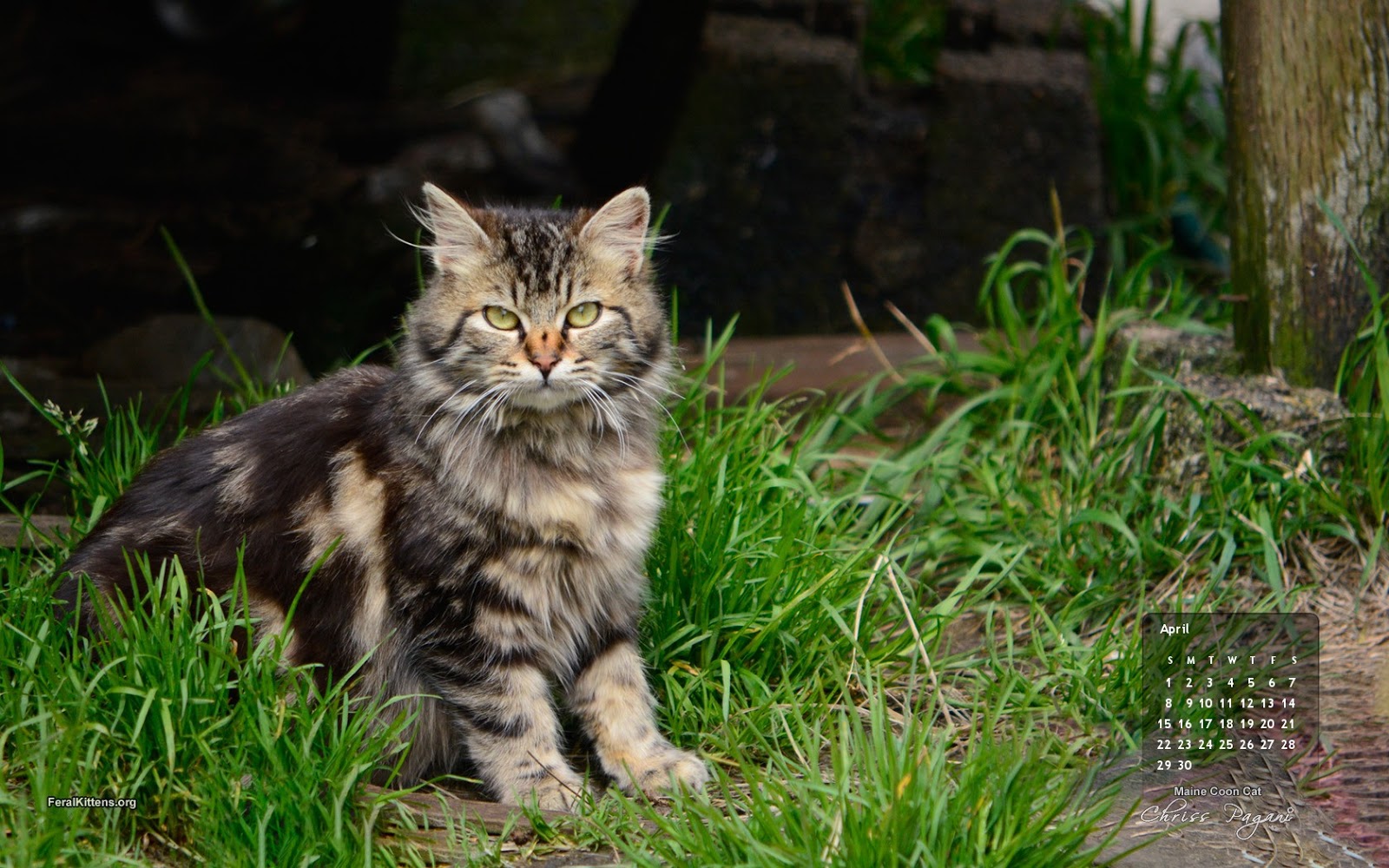 Domestic Long-haired Cat - HD Wallpaper 