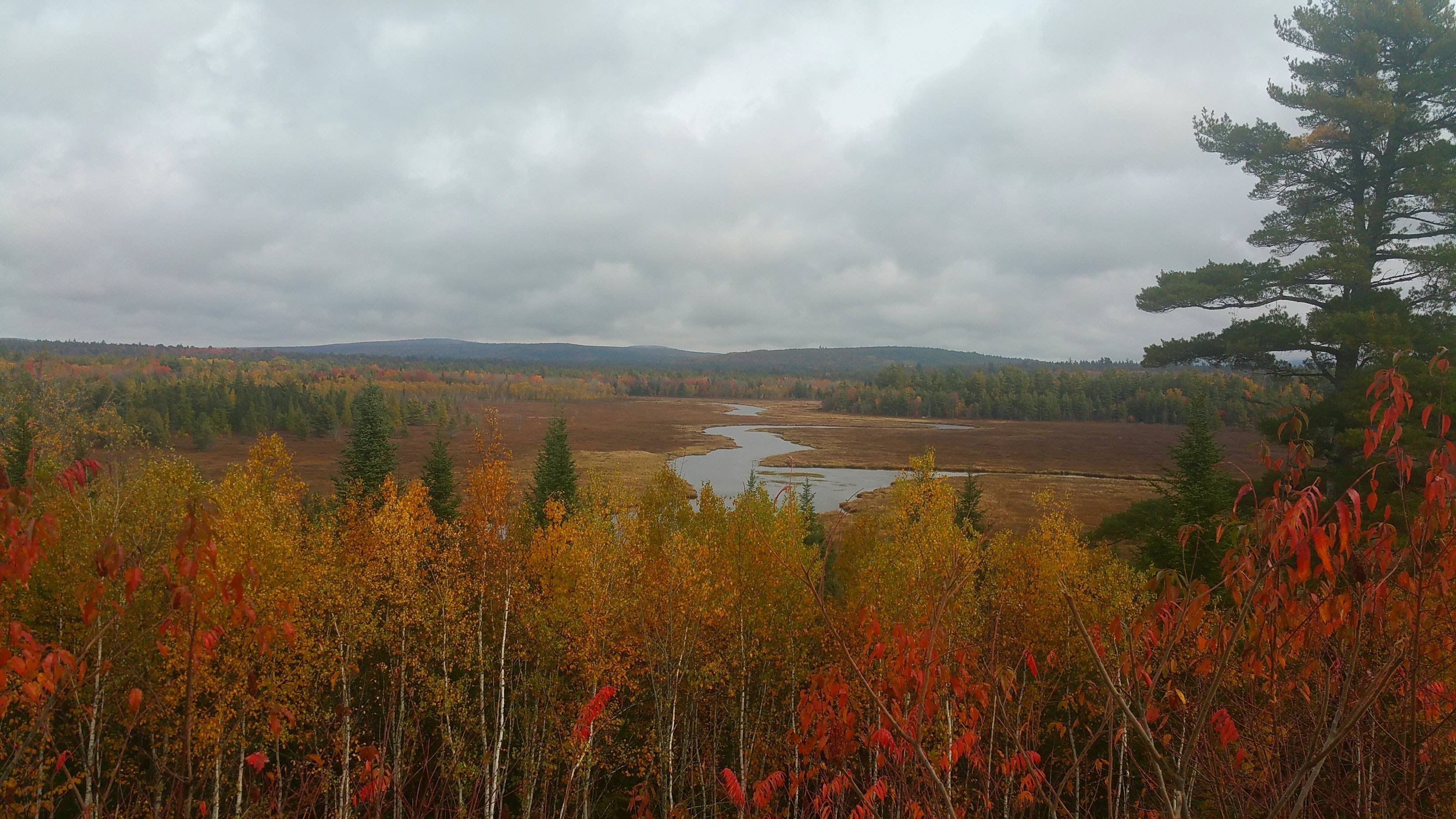 Cloudy October Day In Aurora Maine Wallpaper - Shortleaf Black Spruce - HD Wallpaper 