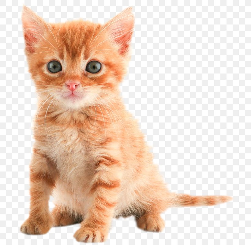 Kitten Puppy Maine Coon Desktop Wallpaper Tabby Cat, - Apostrophes For Plural - HD Wallpaper 