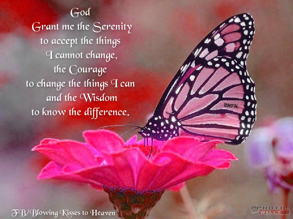 Pink Butterflies On Flowers - HD Wallpaper 