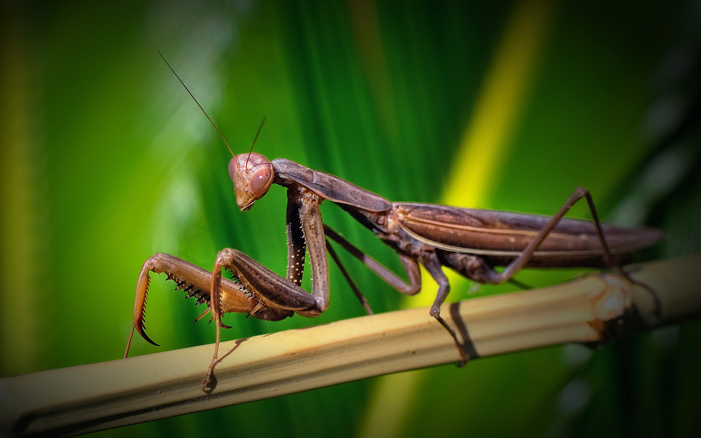 Praying Mantis Wallpaper Hd - HD Wallpaper 