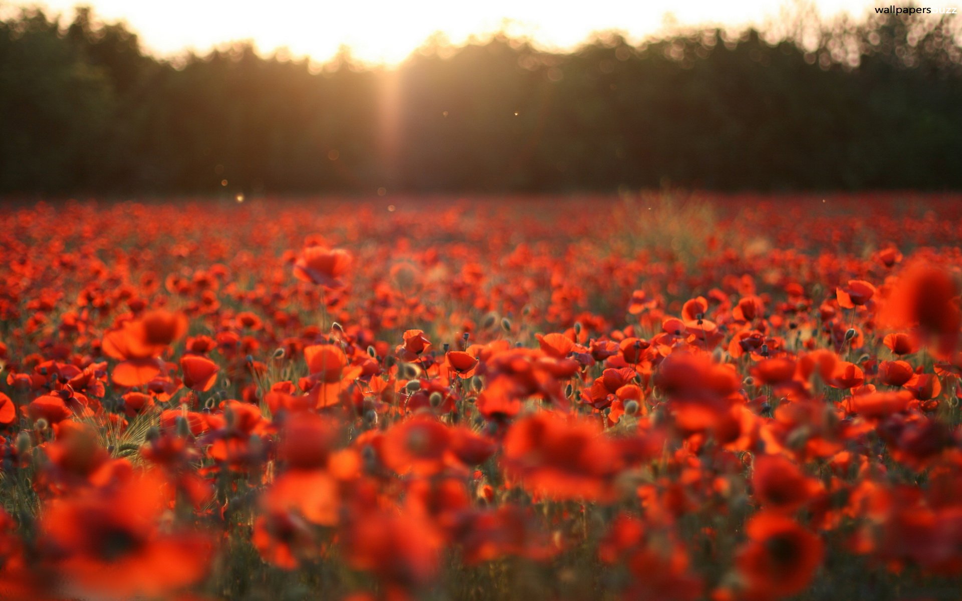Red Flowers In Nature - HD Wallpaper 