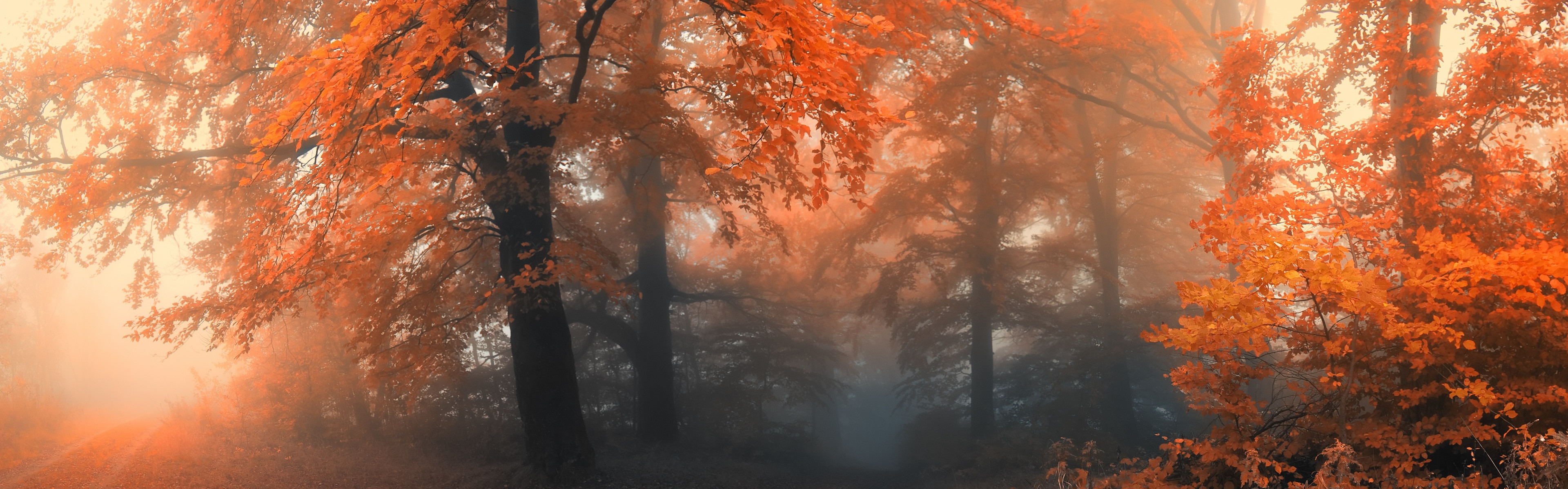 Previous Wallpaper - Mist Autumn Forest - HD Wallpaper 