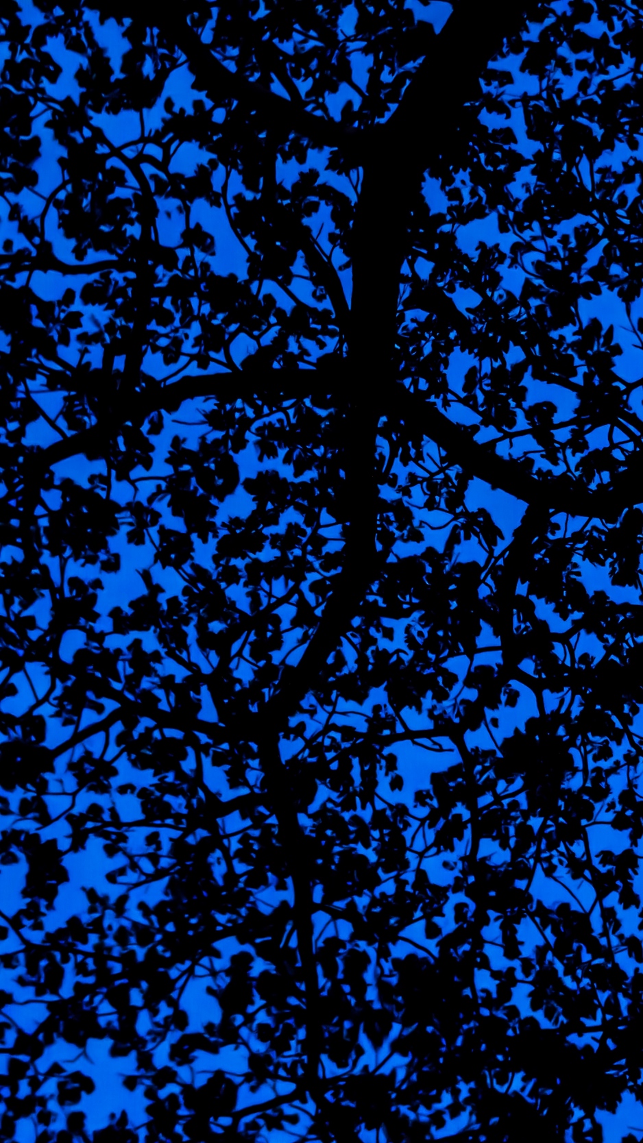 Wallpaper Branches, Sky, Dark, Tree, Leaves, Blue, - Dark Blue Pattern - HD Wallpaper 