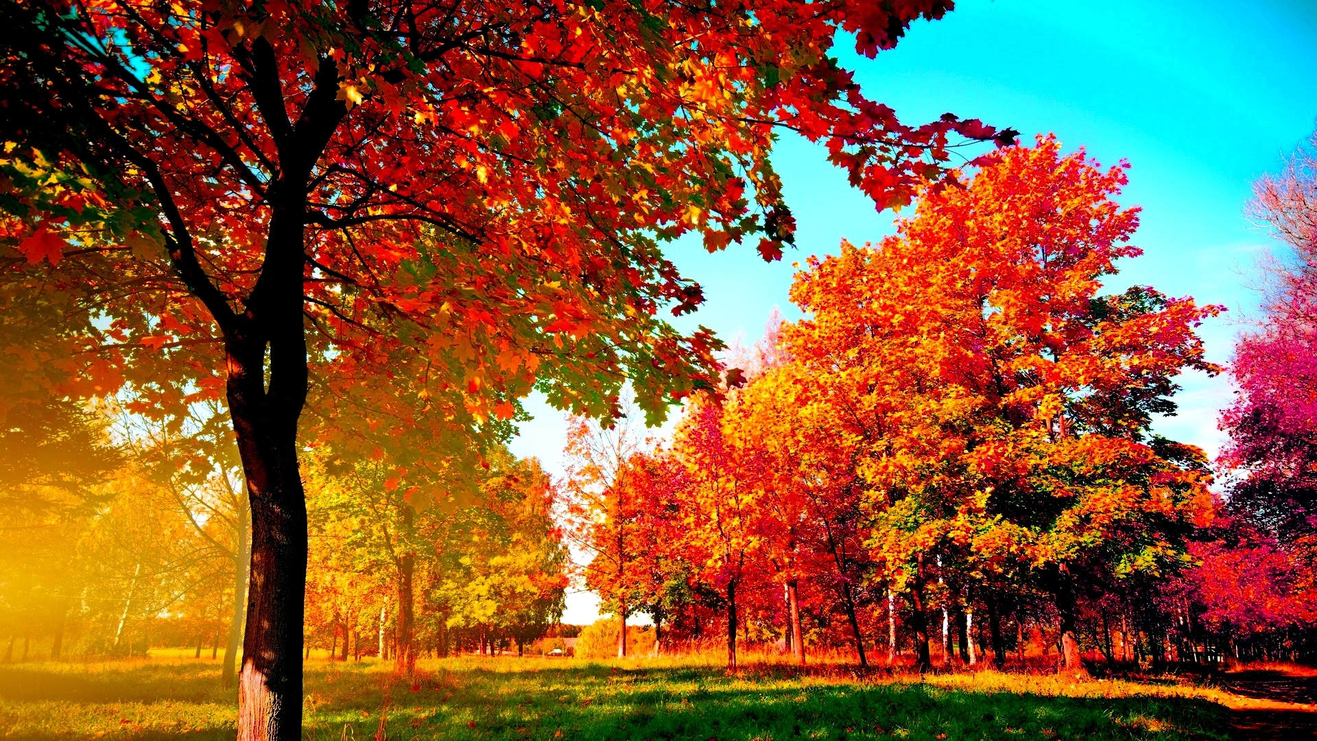Autumn Trees - Amazing Scenes Of Nature - HD Wallpaper 