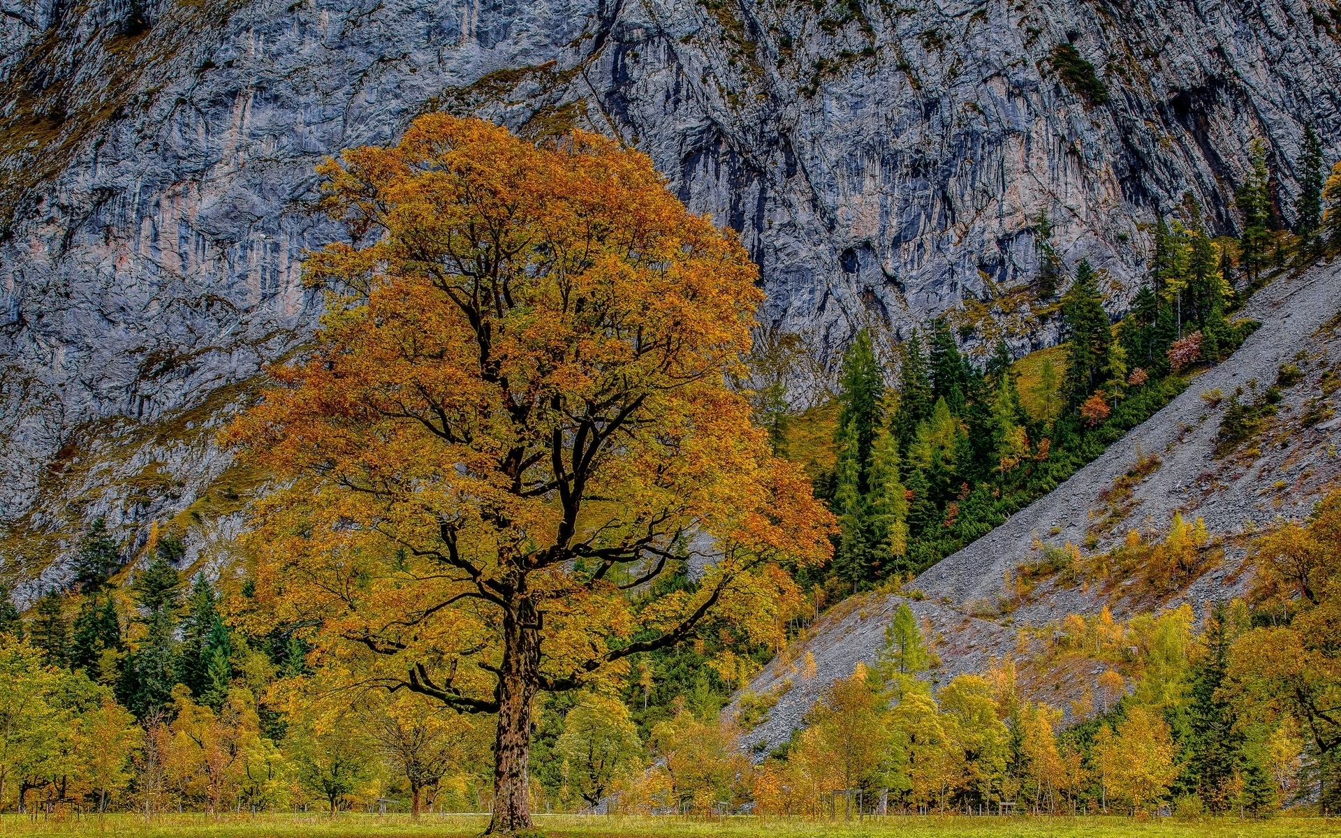 Next Tree Wallpaper - HD Wallpaper 