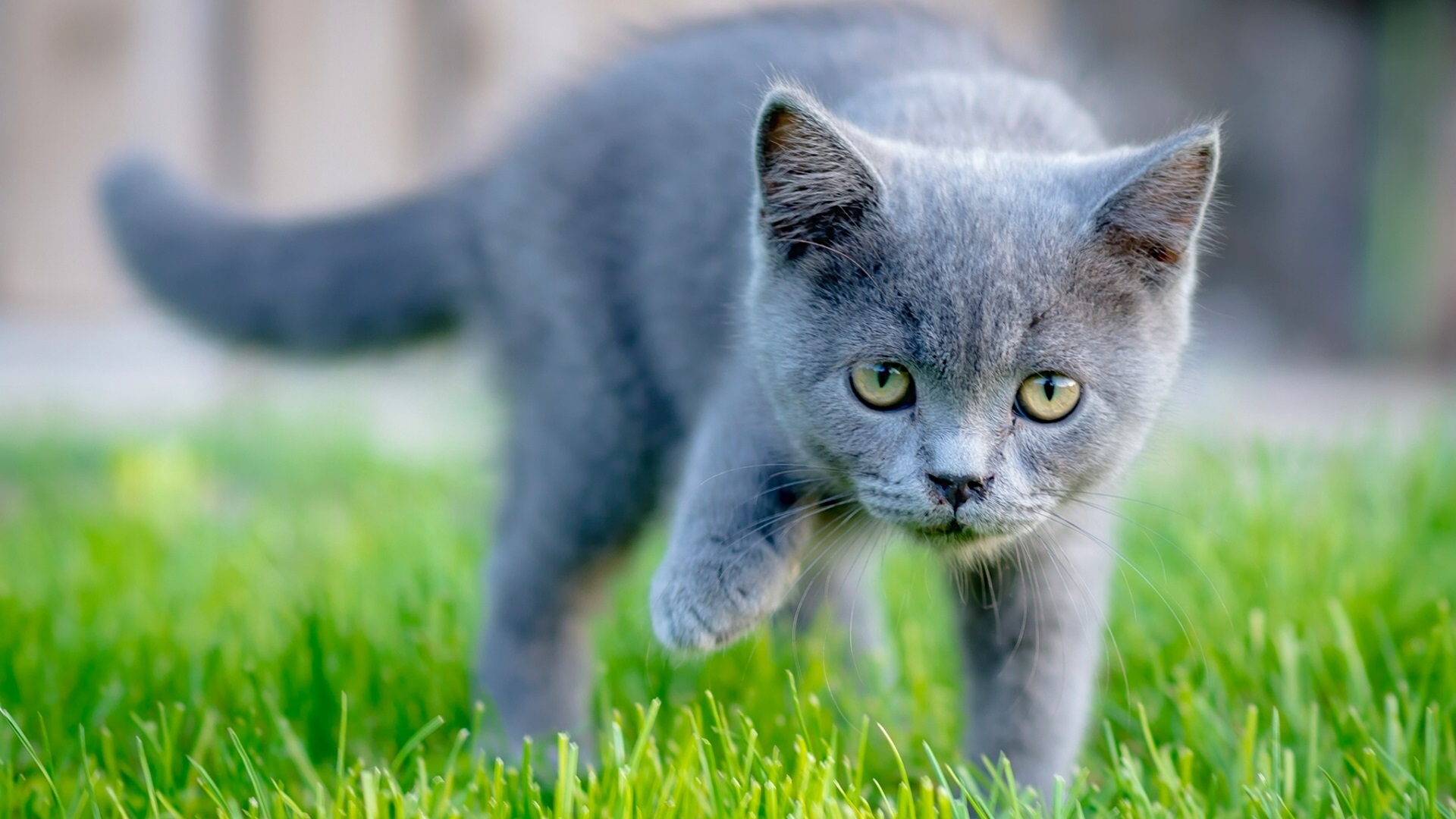 Котенок Серый С Жёлтыми Глазами - HD Wallpaper 