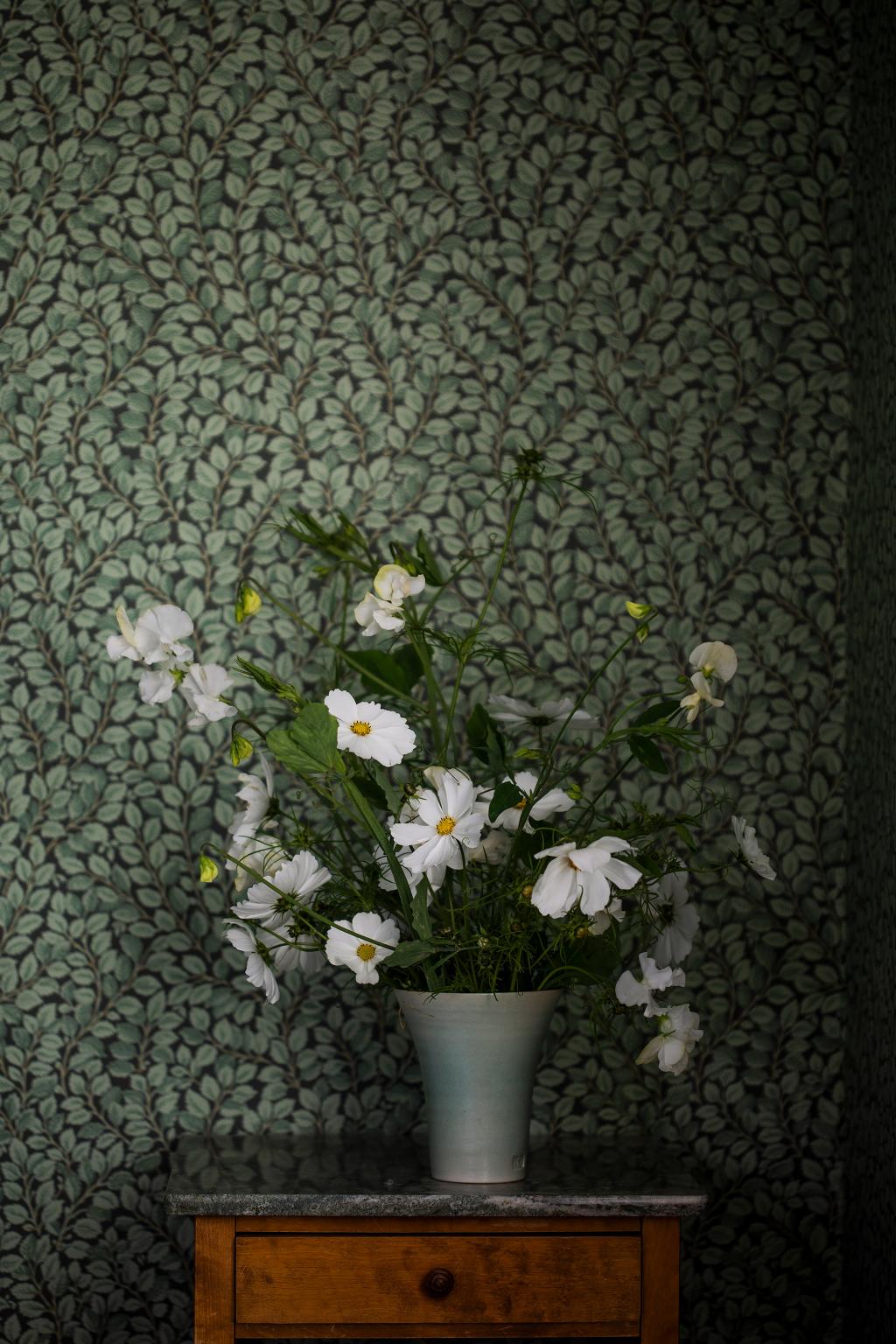 Plants - HD Wallpaper 