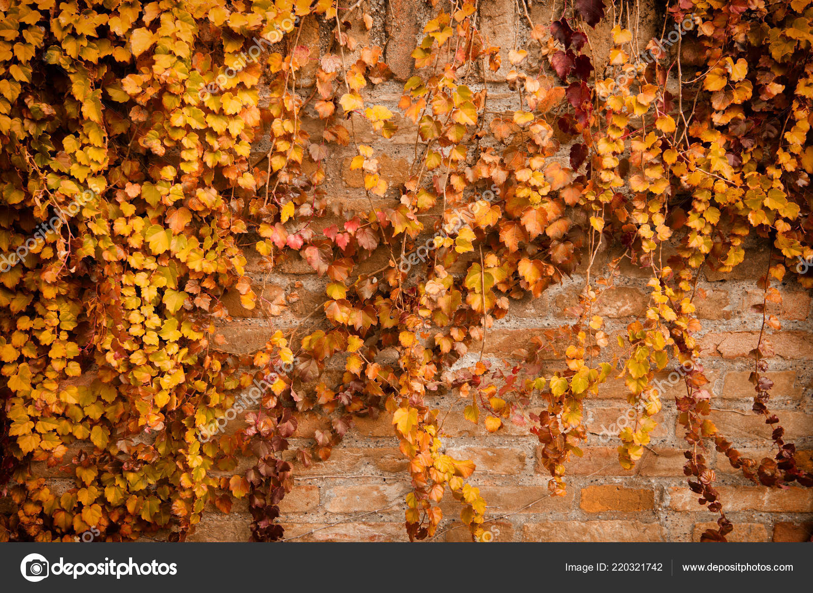 Autumn Wall - HD Wallpaper 