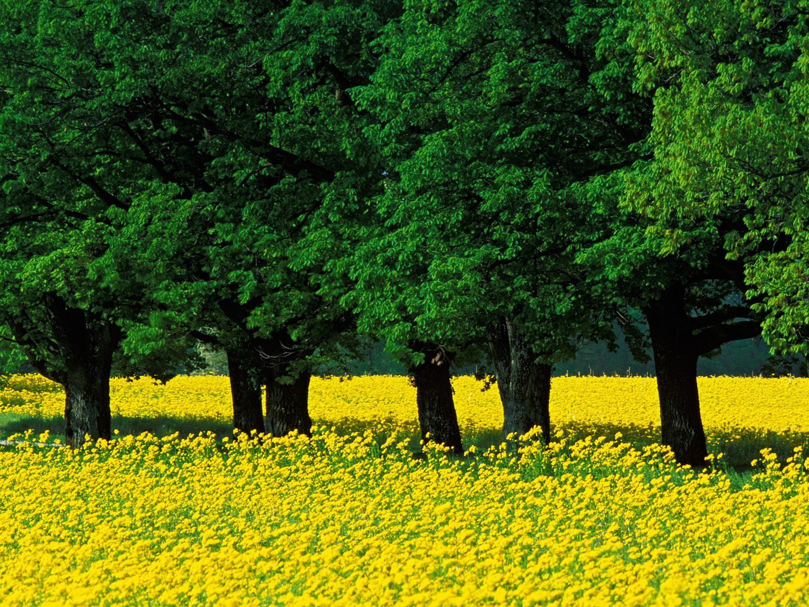 Mustard Flowers Louisville Kentucky - Seasons Of Bangladesh Spring - HD Wallpaper 