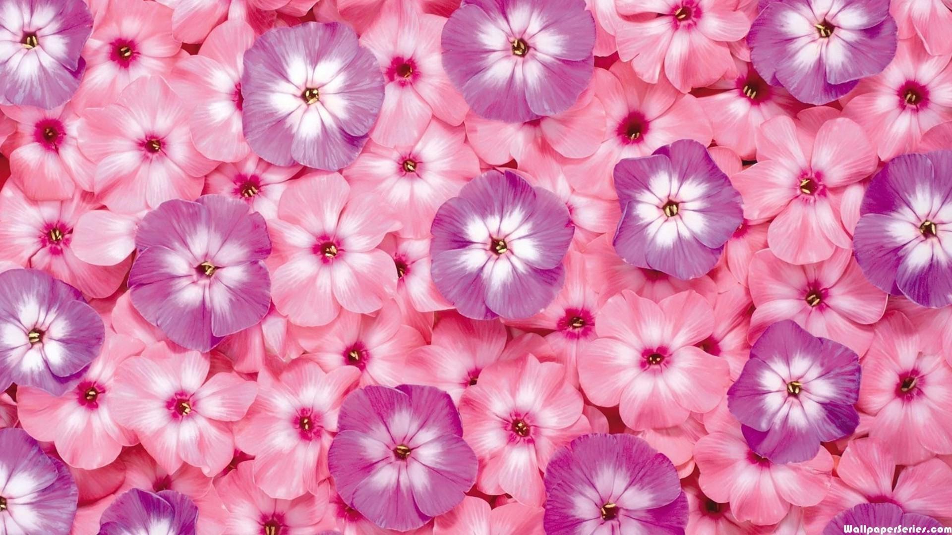 Hd Pink And Purple Flower Pattern Wallpaper - Pink Flower Wallpaper Flowers Background - HD Wallpaper 