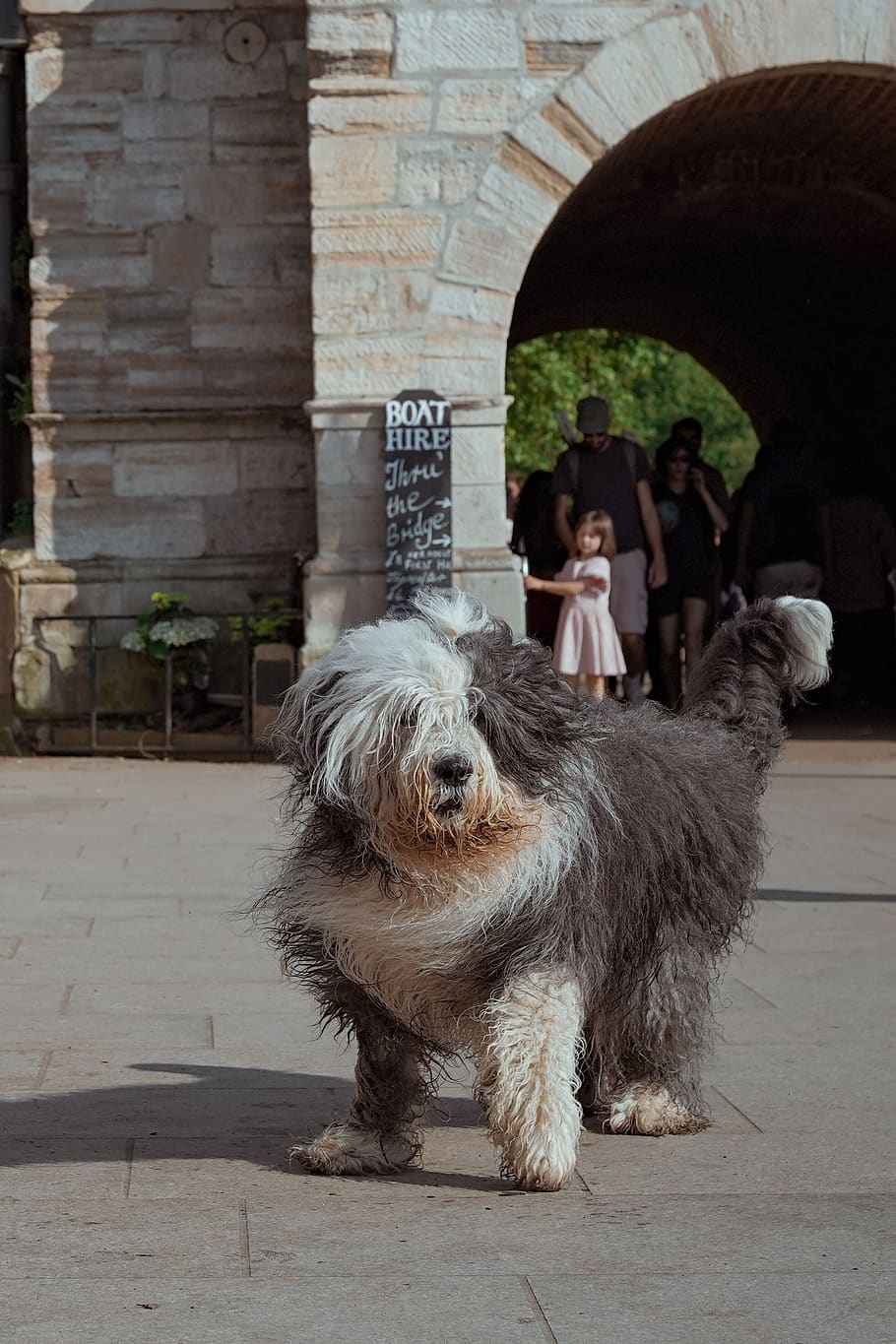 United Kingdom, Richmond, London, Sunshine, Dog, Old - Polish Lowland Sheepdog - HD Wallpaper 