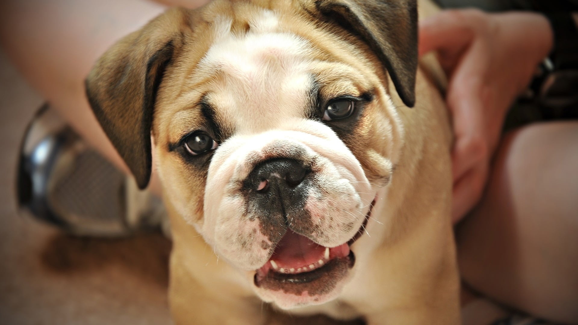 English Bulldog Cute Face - HD Wallpaper 