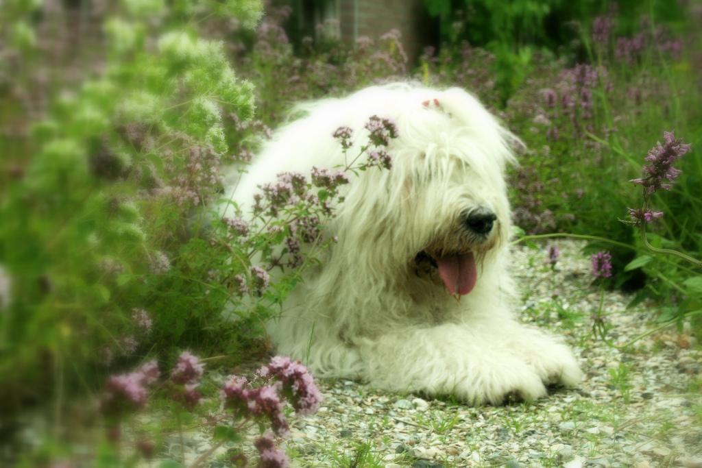 Old English Sheepdog - HD Wallpaper 