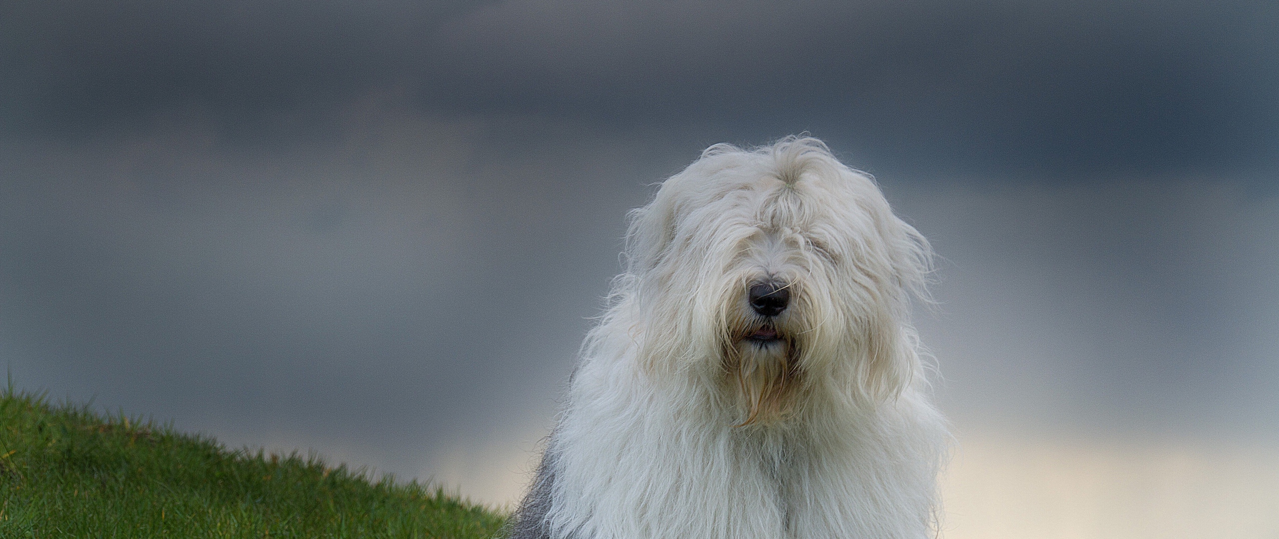 Wallpaper Old English Sheepdog, Bobtail, Nature, Grass, - Old English Sheepdog 4k - HD Wallpaper 