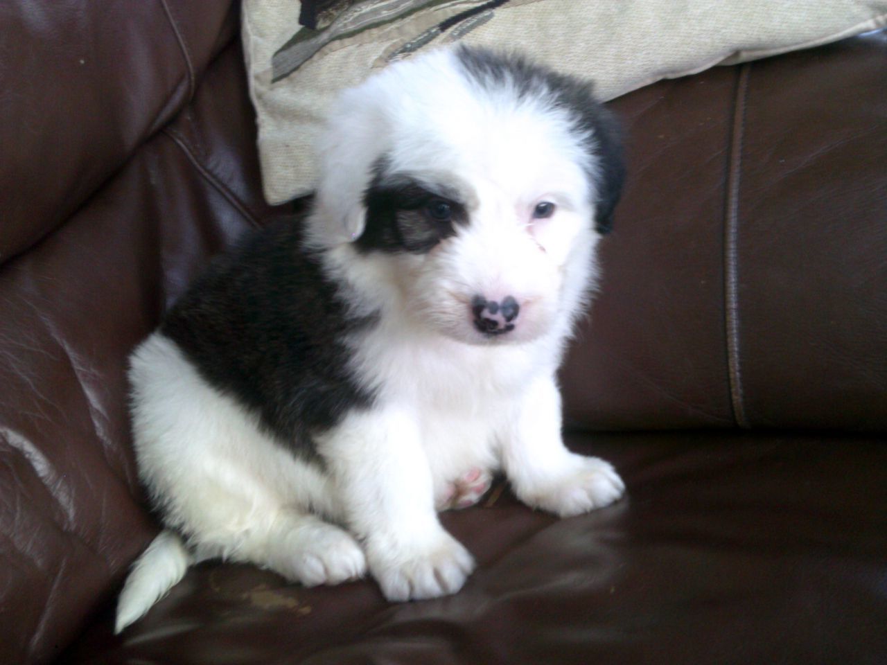 Adorable Old English Sheepdogs Wallpaper - Companion Dog - HD Wallpaper 