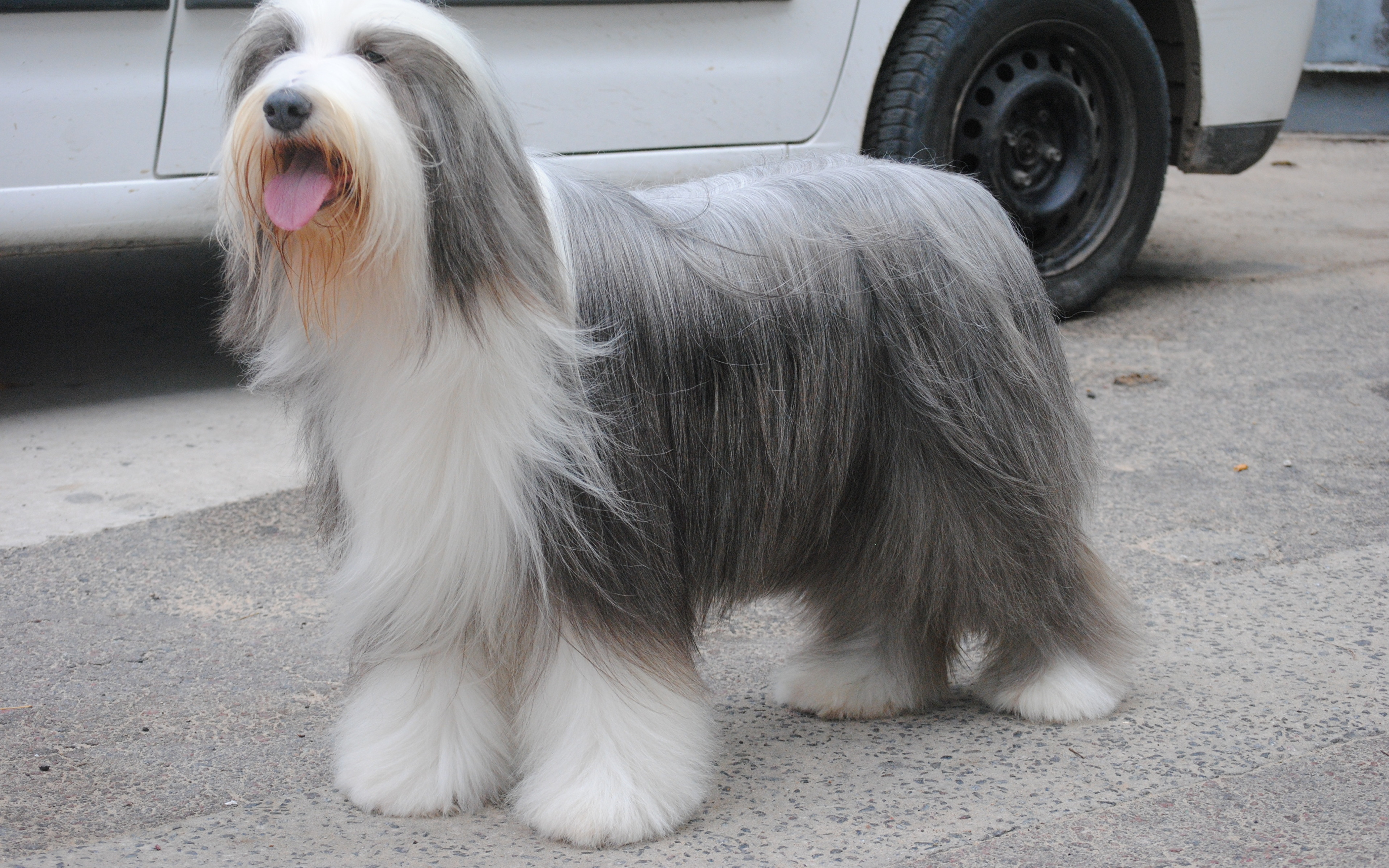 Perros Bearded Collie - HD Wallpaper 