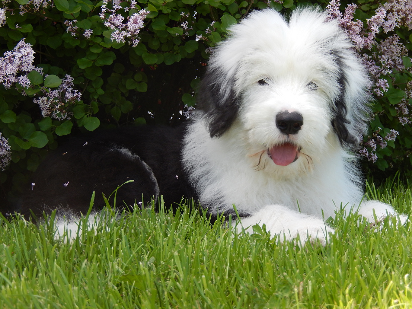 Old English Sheepdog - HD Wallpaper 