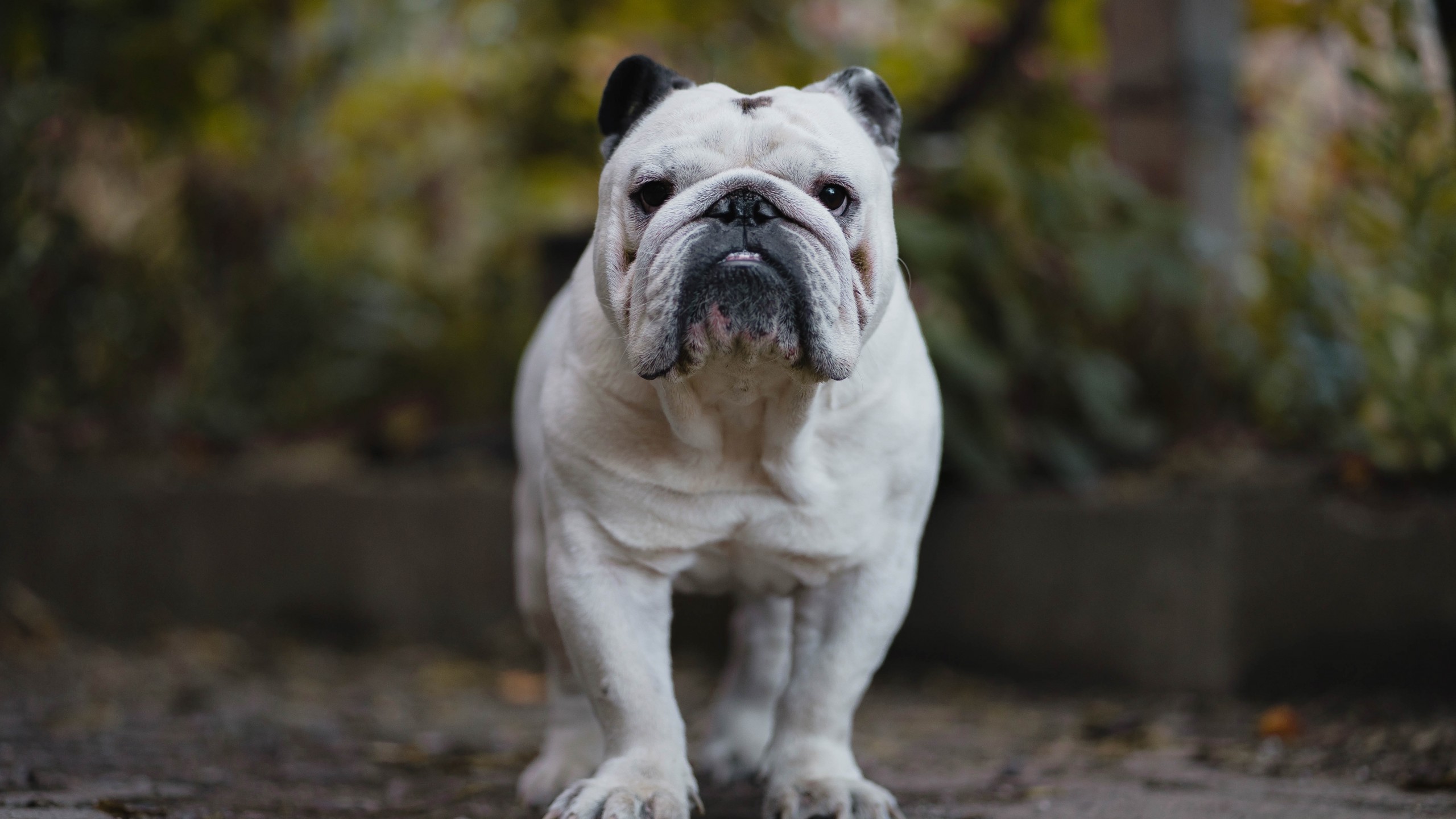 Olde English Bulldogge, White, Photography - English Bulldog - HD Wallpaper 