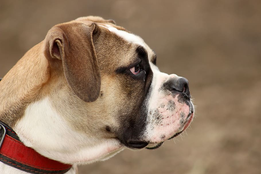 Dog, Large, Moloss, Old English Bulldog, Head, One - Buldog Amerykański - HD Wallpaper 