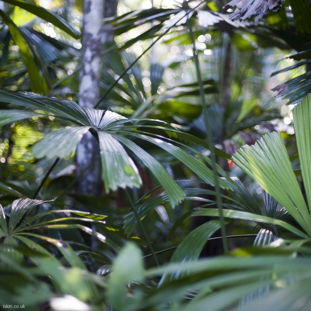 Sabal Minor - HD Wallpaper 