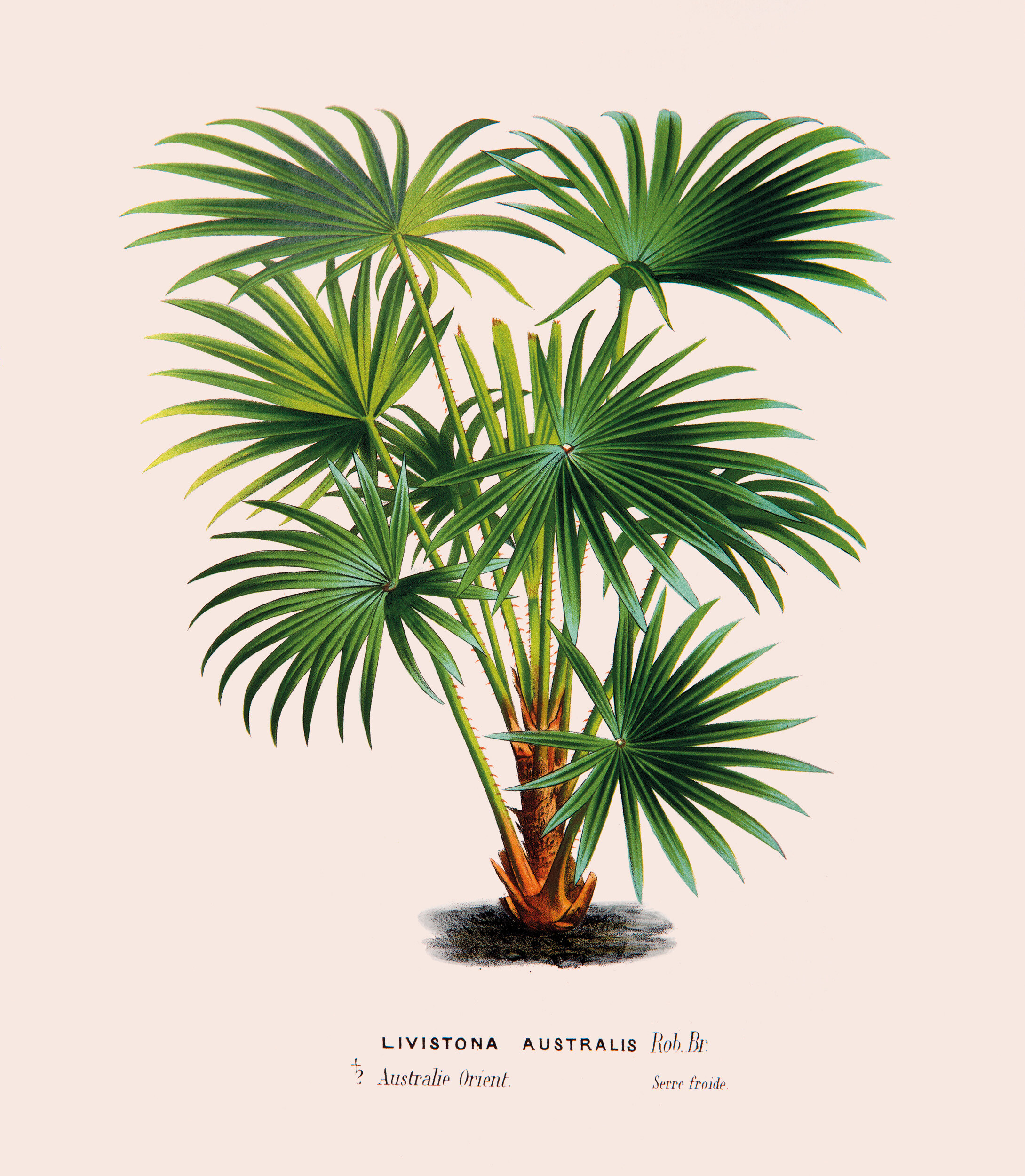 Tropical Plant Prints Antique Palm - HD Wallpaper 