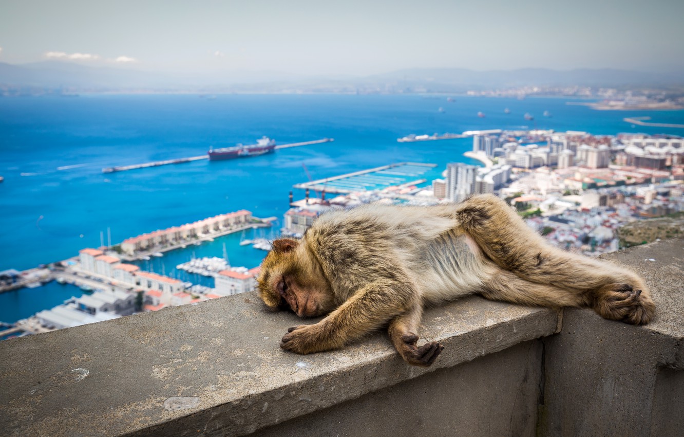Photo Wallpaper Monkey, Sleeping, Uk, Animals, Gibraltar - Gibraltar Monkey - HD Wallpaper 