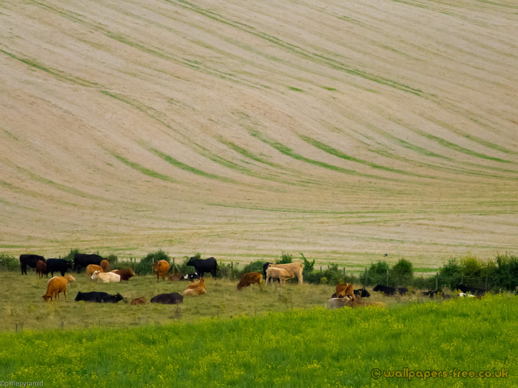 Cows In Field In Thurnham - Grazing - HD Wallpaper 