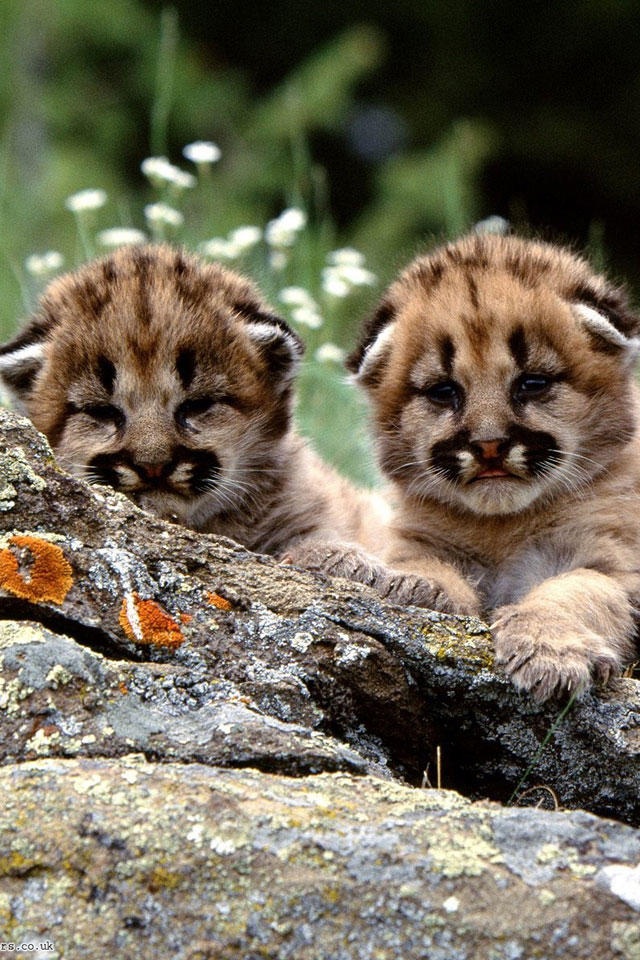 Iphone Iphone 4 Wild Animal Wallpaper Hd Wallpapers - Cute Pictures Of Bobcats - HD Wallpaper 