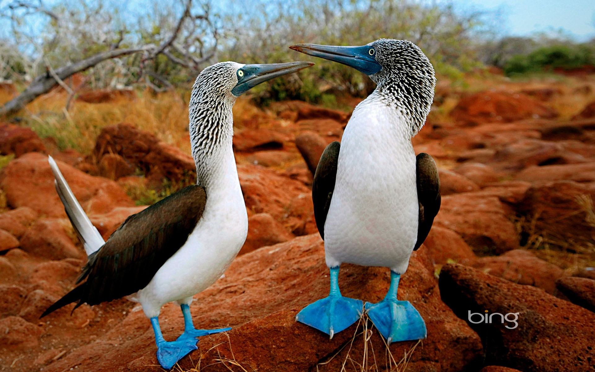 Galapagos Islands Animal - HD Wallpaper 