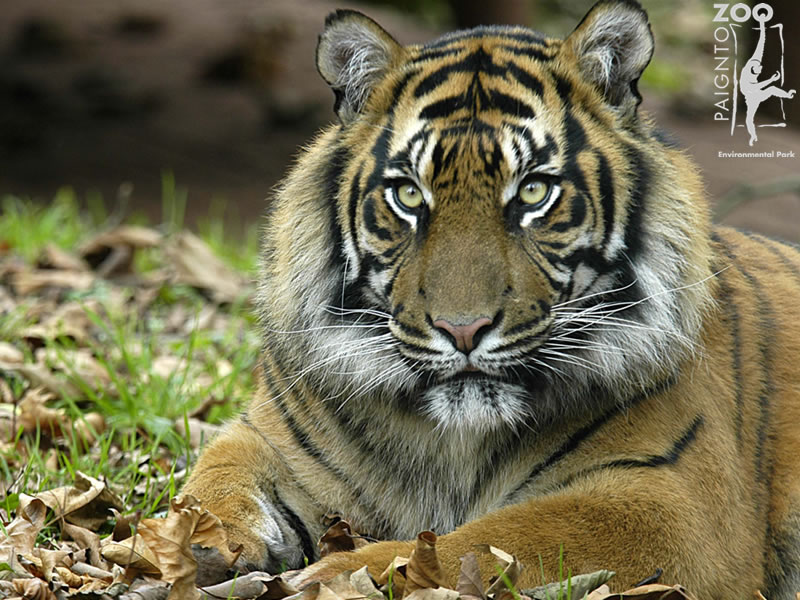 Paignton Zoo Wallpaper - Paignton Zoo - HD Wallpaper 