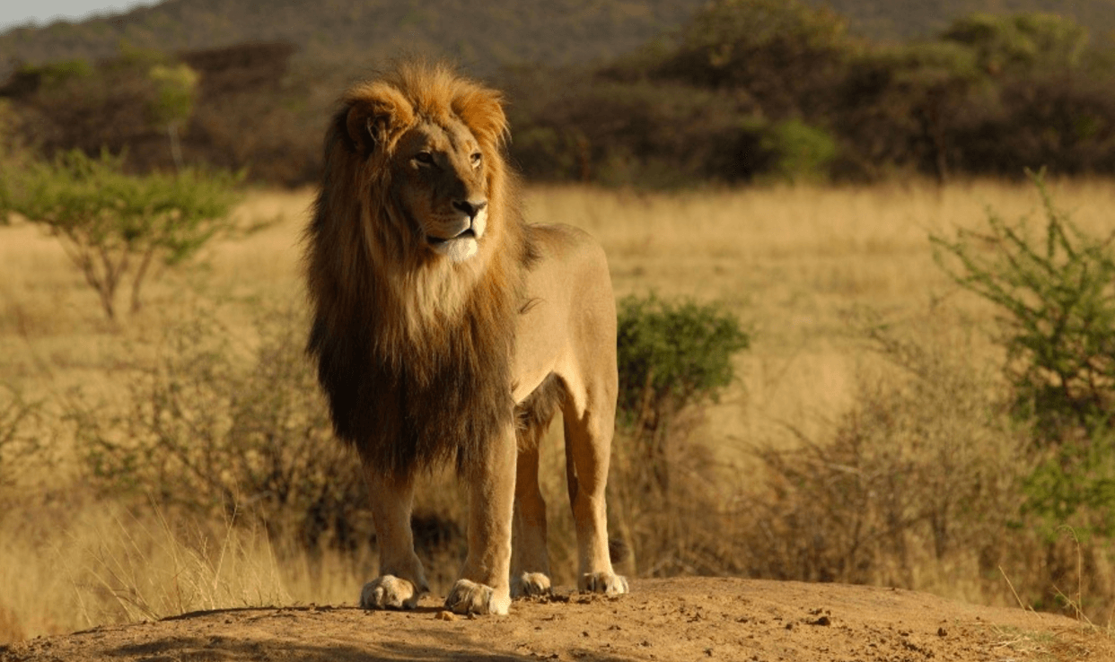 Selous Game Reserve Animals - HD Wallpaper 