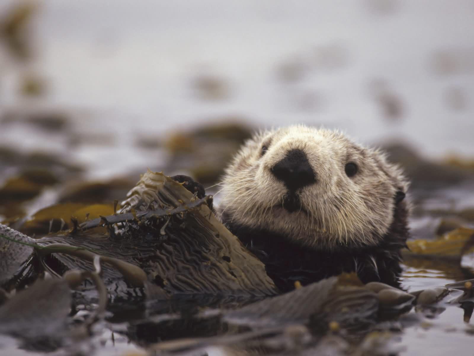 Sea Otter In Kelp - HD Wallpaper 