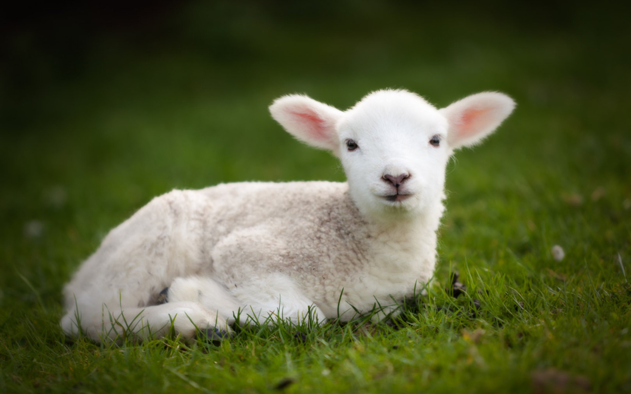 Cute Baby Lamb - HD Wallpaper 