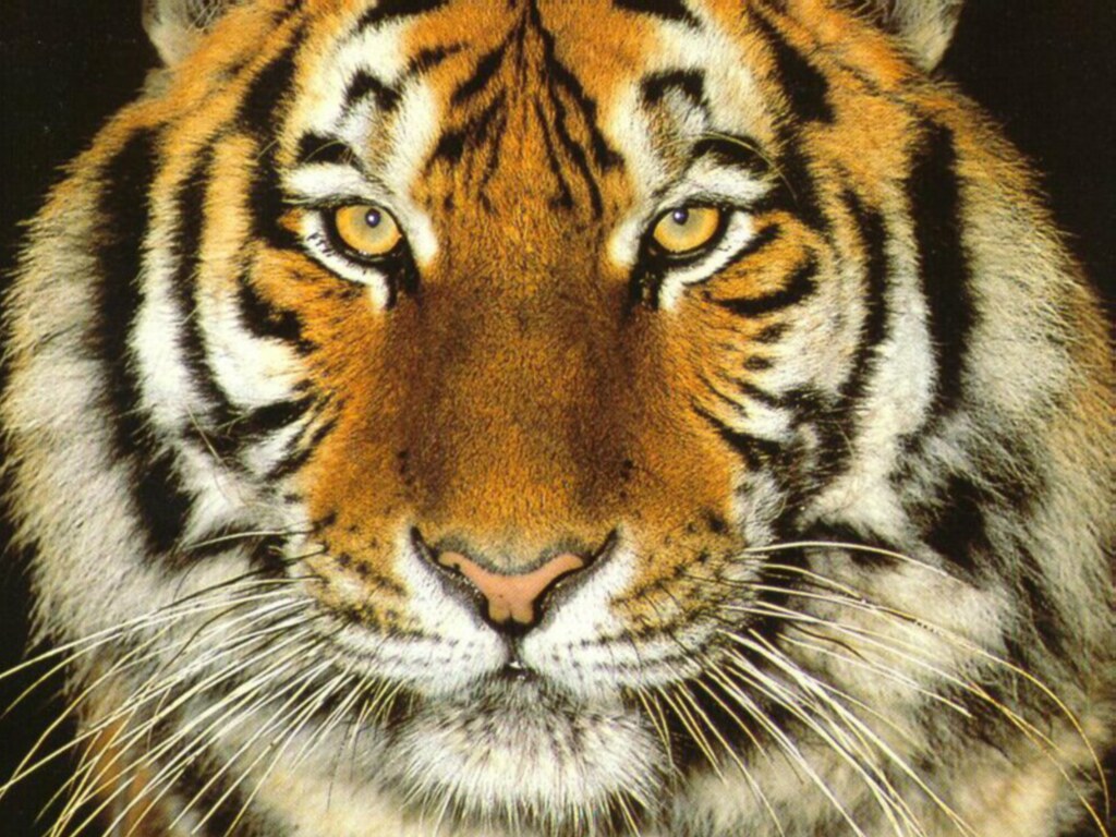 Tiger Face Close Up Free Animals Wallpaper Image With - Tiger Face Close Up - HD Wallpaper 