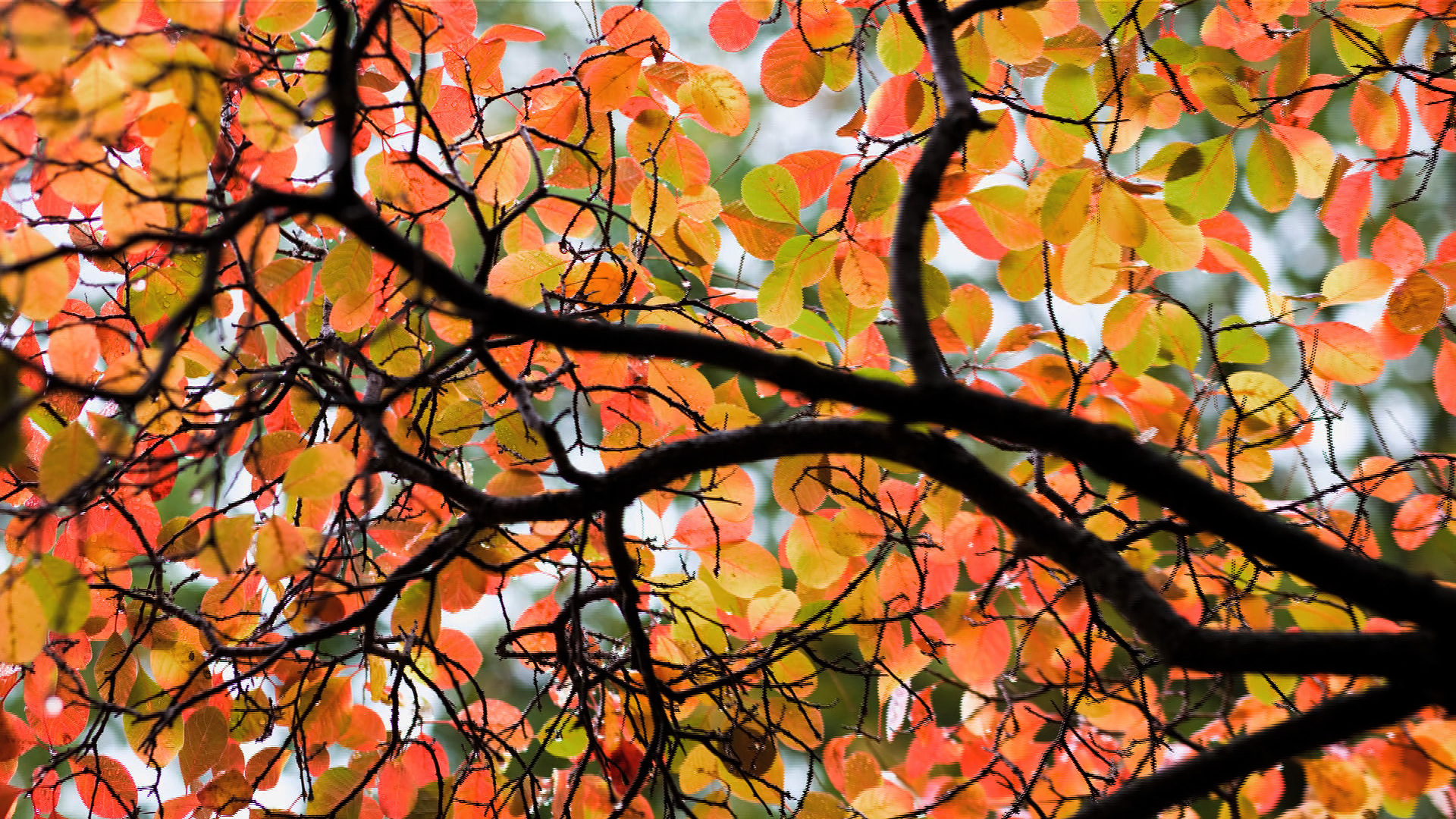 Leaf Wallpaper Uk - HD Wallpaper 